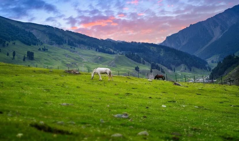 Kashmir Paradise 3 Kashmir Paradise 3